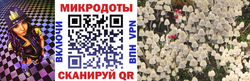 Галлюциногенные грибы Psilocybe  Данков 